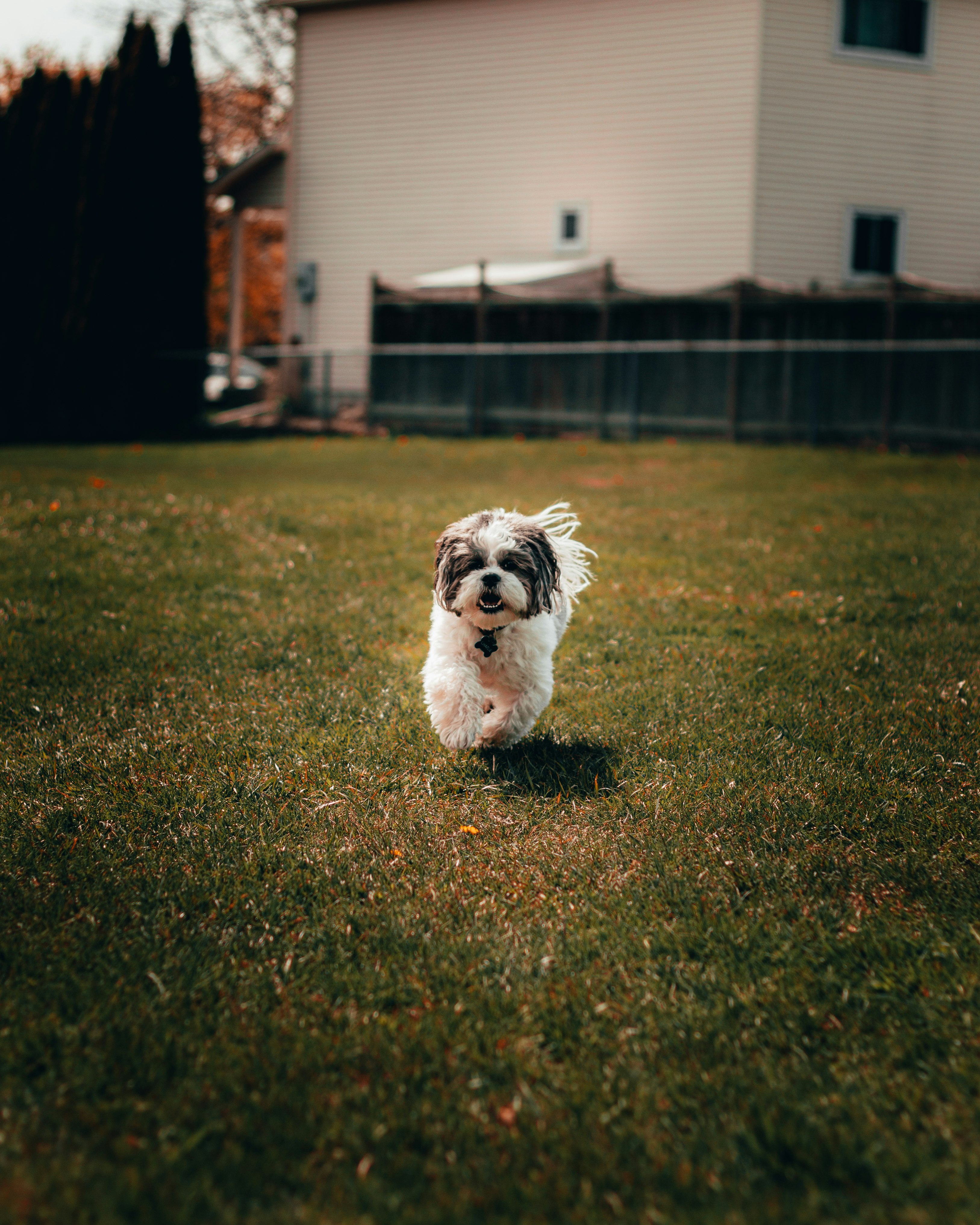 white and black short coated small dog on green grass field during daytime